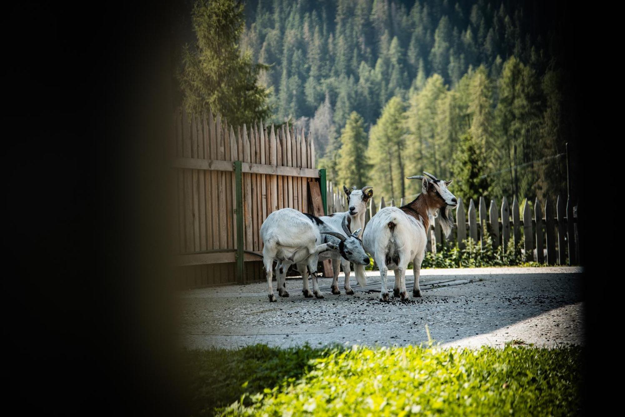 Hotel Pension Odles San Martino in Badia Exterior photo